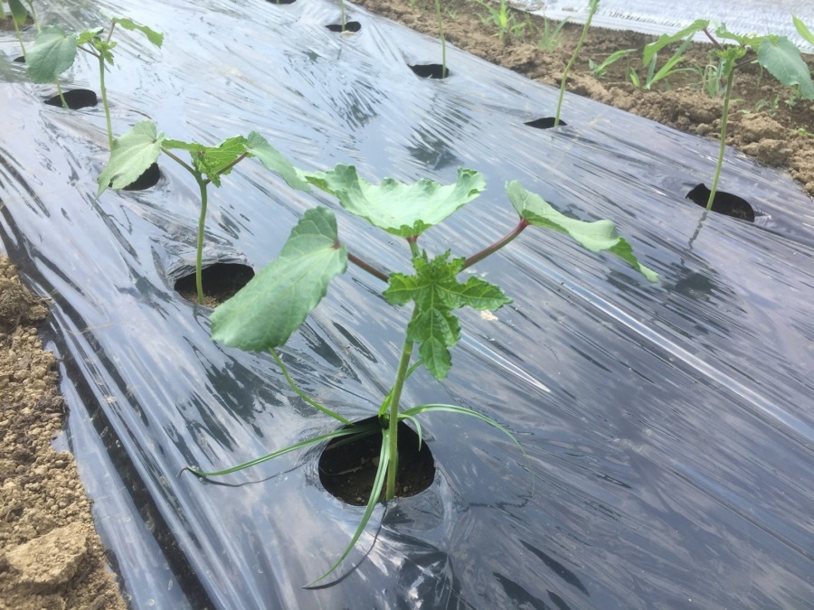 オクラです。晩夏に向けてスクスクと。