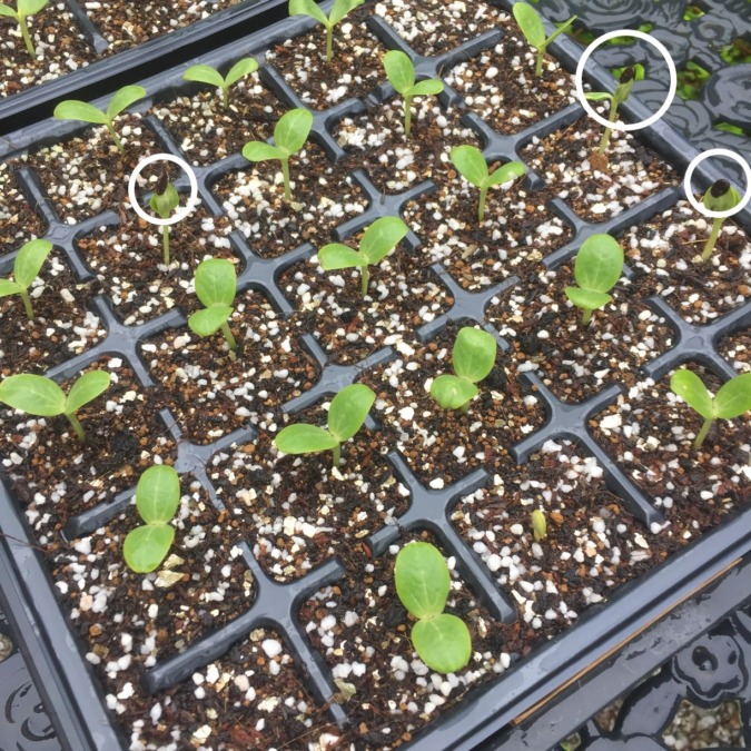 【要クリック】「助けてー」の苗がいます。探してね。