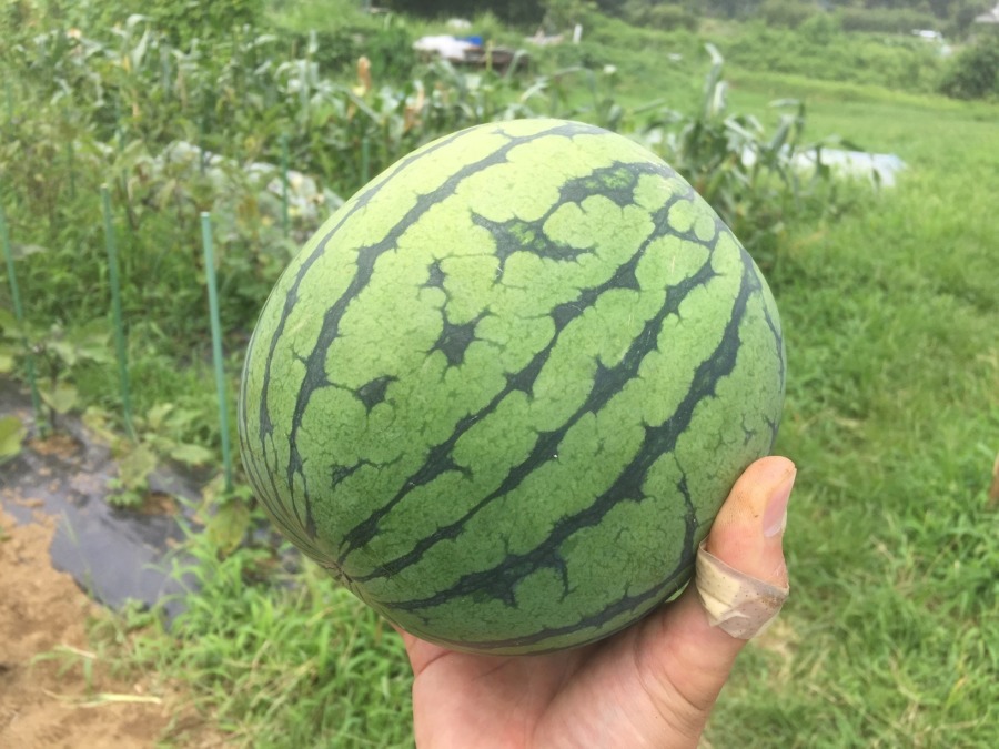 【祝】収穫→配送、完。