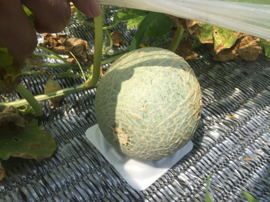 【フォト】めろんの様子。そろそろです。