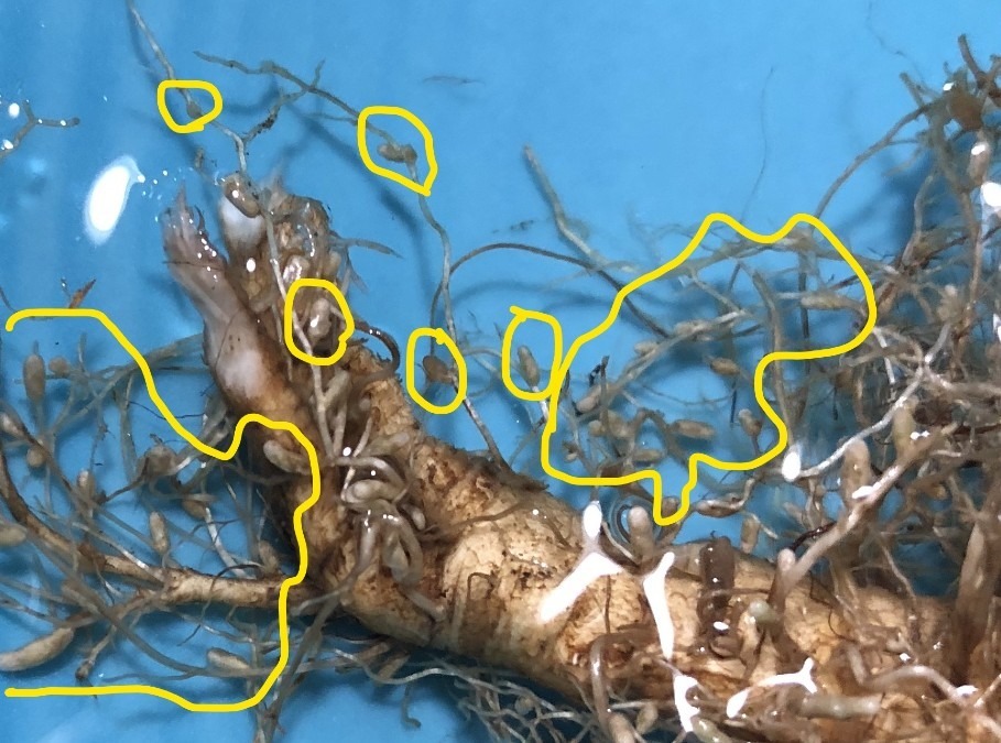 【菌フォーラム】根粒菌について