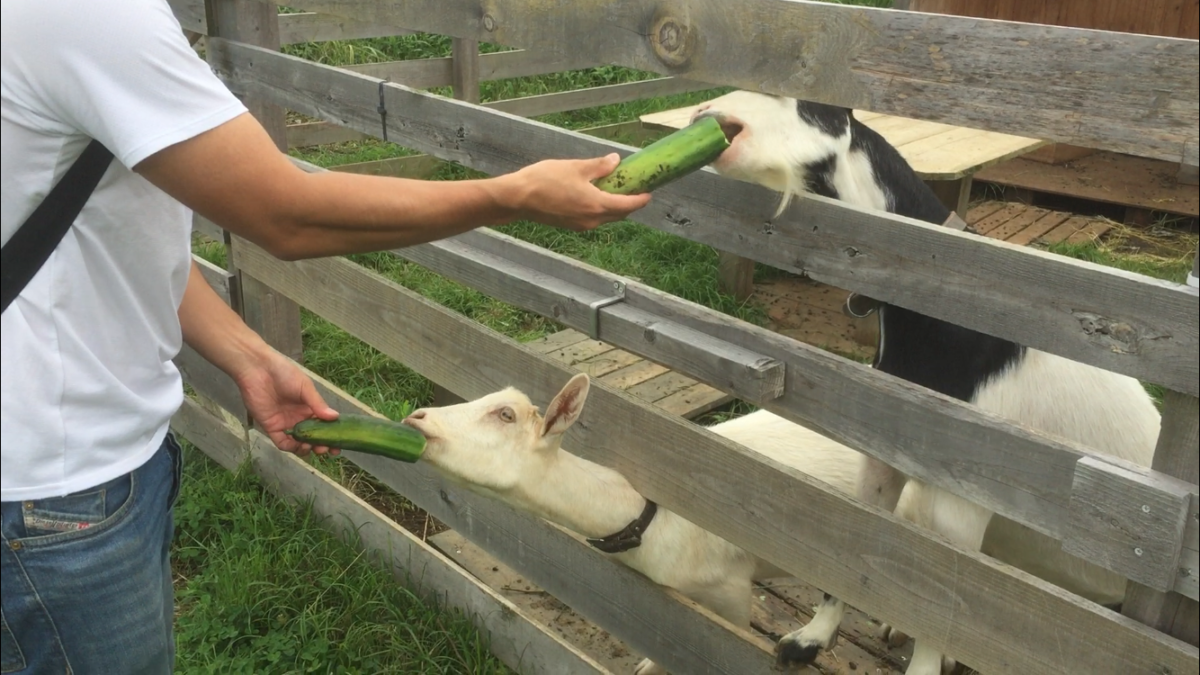 パクパク。何を食べてるでしょうか？