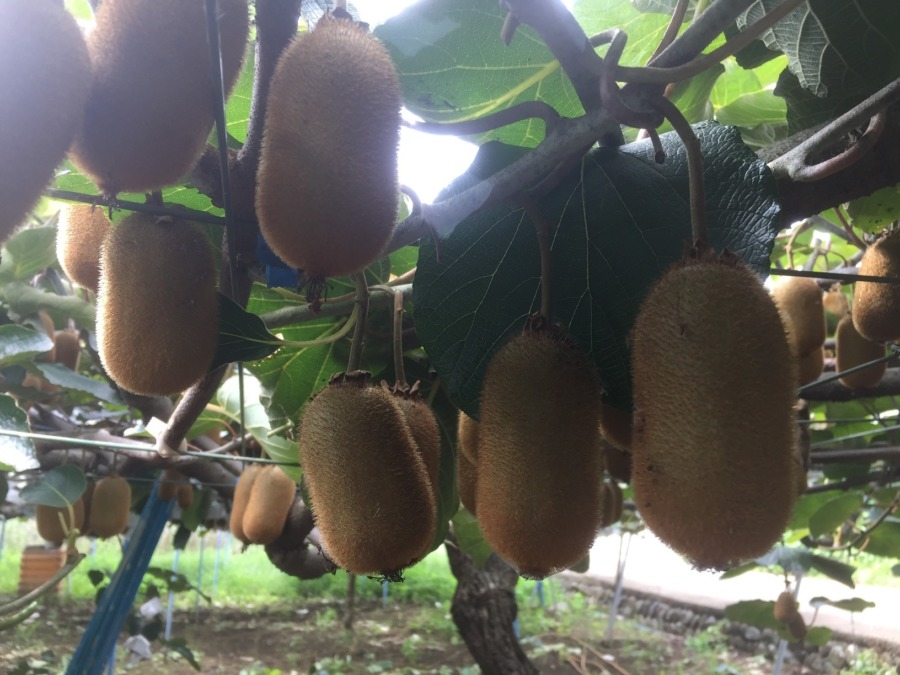 【貴重・連載キウイ講座】『かさがけ』（テスト）