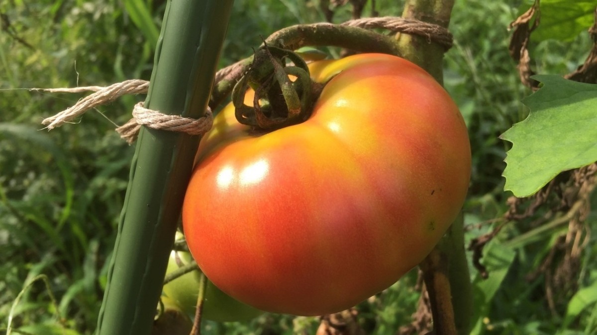 とまとです。今年最後の大玉かな。