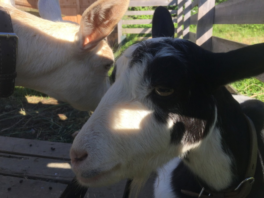 やぎ子です。夏は、日陰でハッピー。