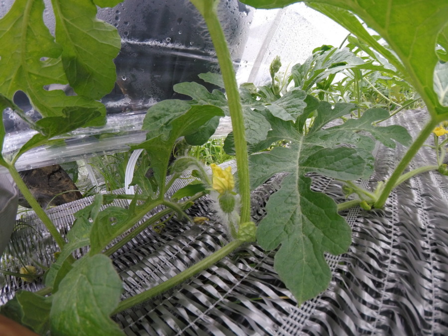 【フォト】すいか株の様子。