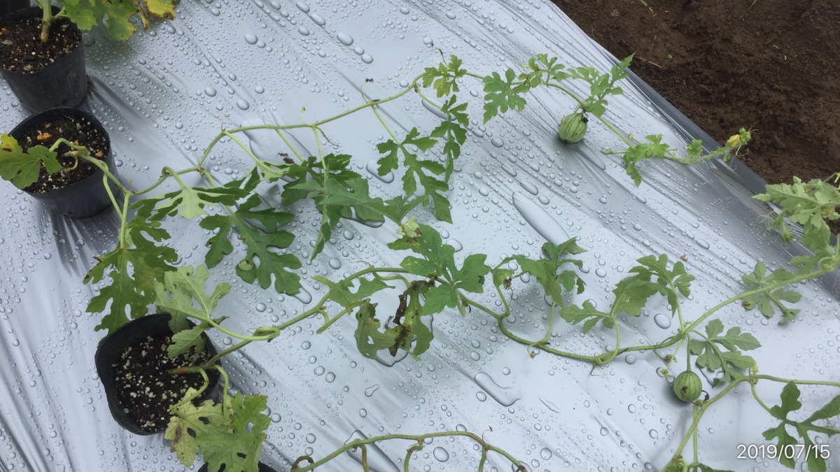 【タイムラプス】すいか・めろん苗の定植♬