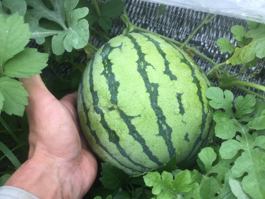 ずーん。すいかです。