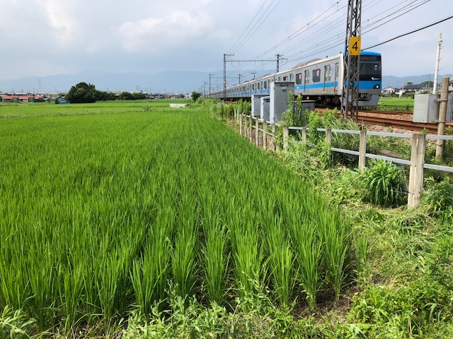 本日の『田んぼ草取り大競争』レポート