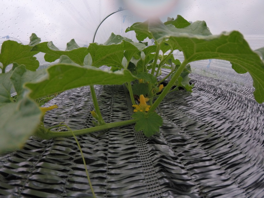 【フォト】めろん株の様子。