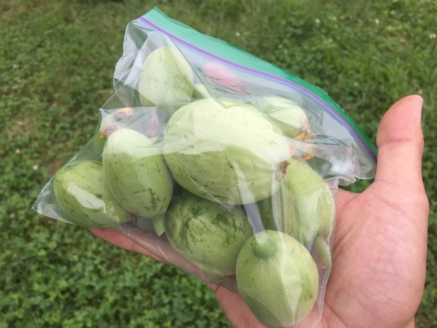 摘果メロン。使い方は？？