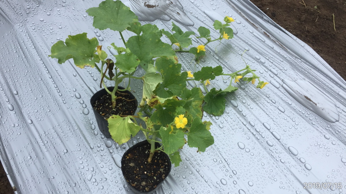 【はたけしごと】苗の定植→ビニルトンネル張り