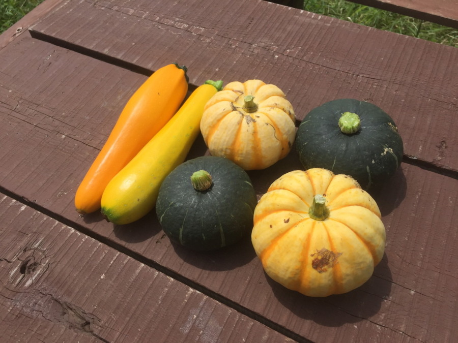 ７月末の畑の恵み。ミニかぼちゃ、ずっきーに。