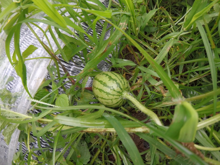 【フォト】すいか株の様子。