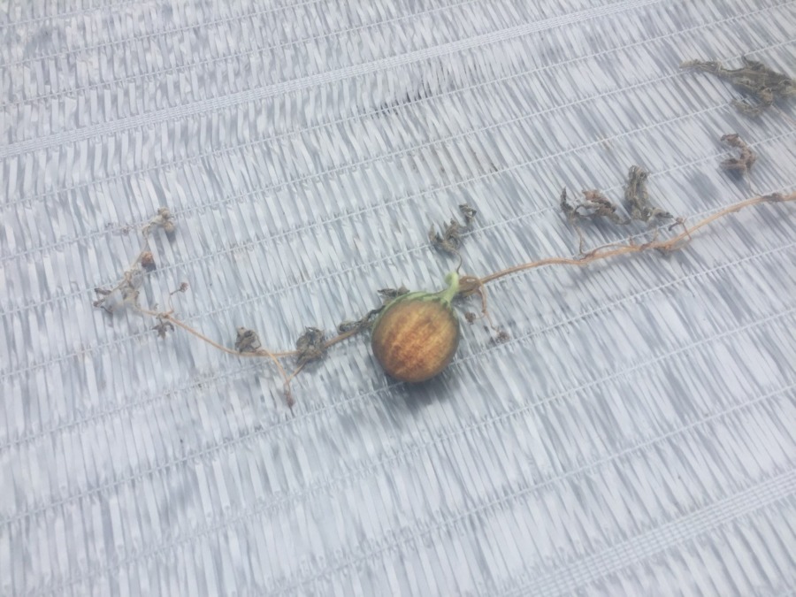 【悲報】17日の突然の晴天・暑さで、私も。