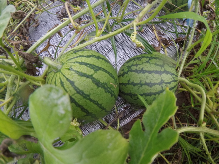 【フォト】ゴロゴロすいかの様子。