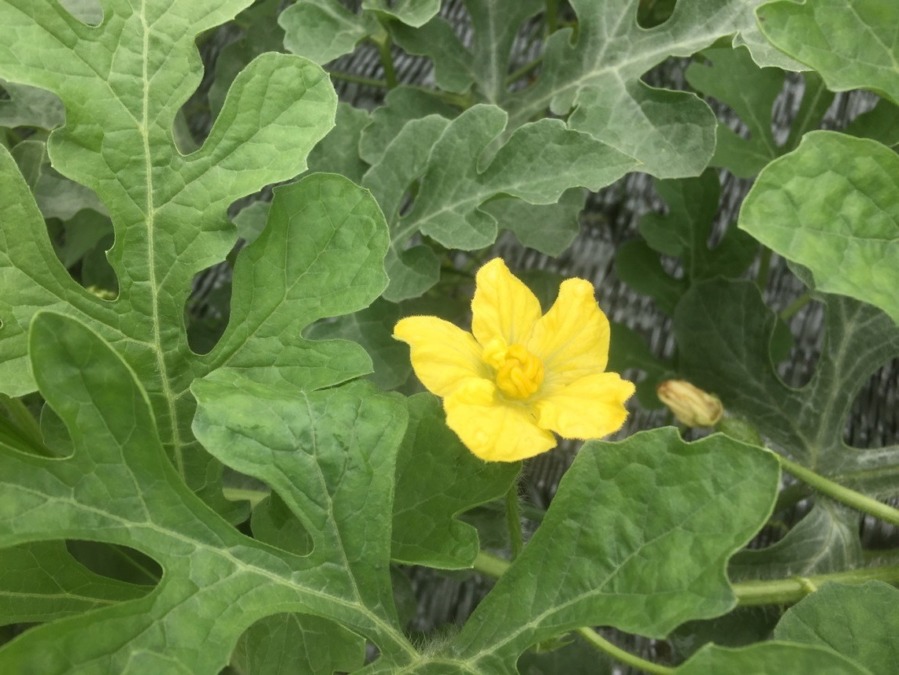 【フォト】すいか株の様子。