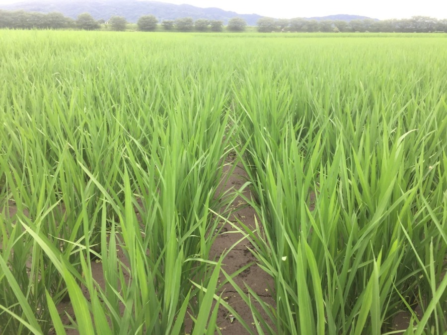 おこめです。除草プリーズ。
