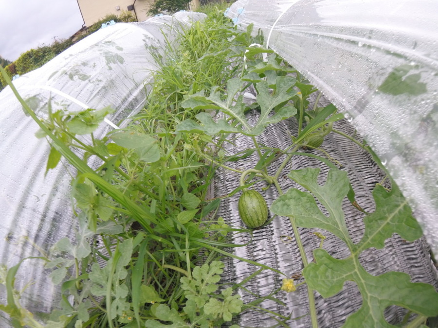 【フォト】すいか株の様子。