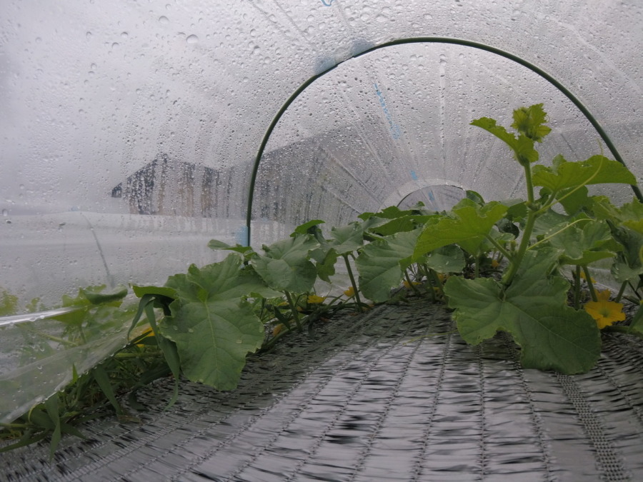 【フォト】めろん株の様子。