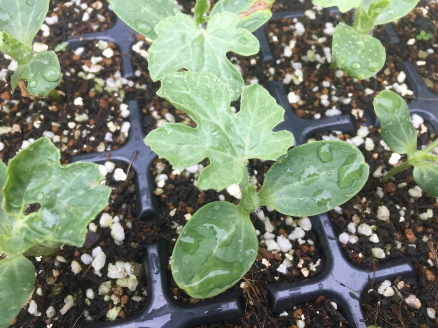 【フォト】メロンさんとの違いがはっきりとしてきました。