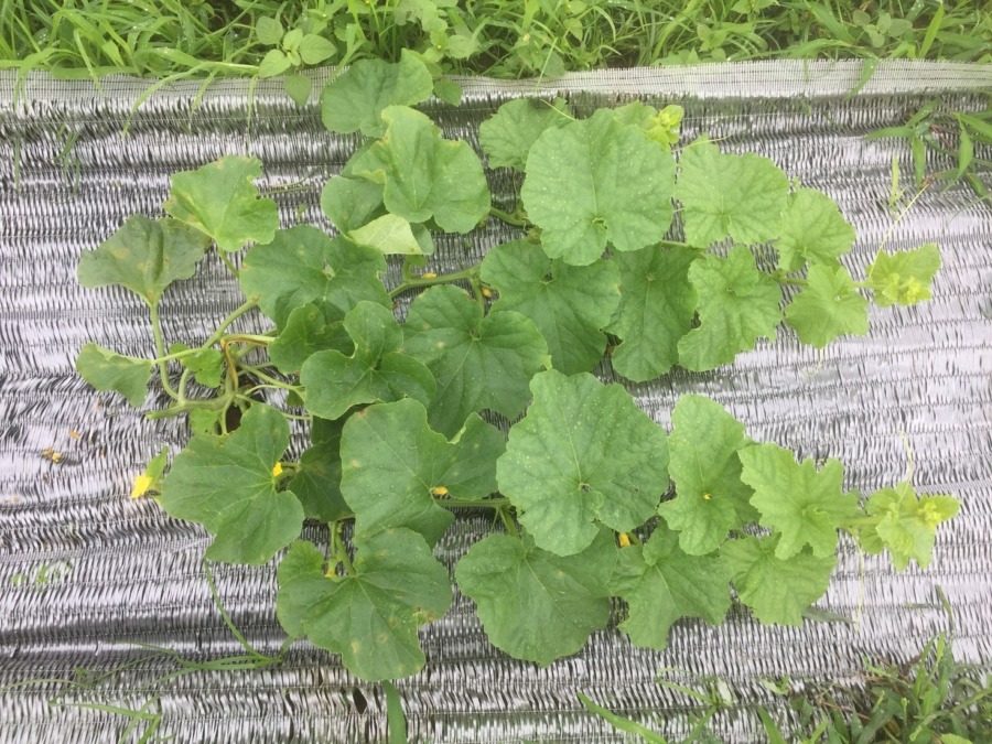 【はたけしごと】めろんの整枝。