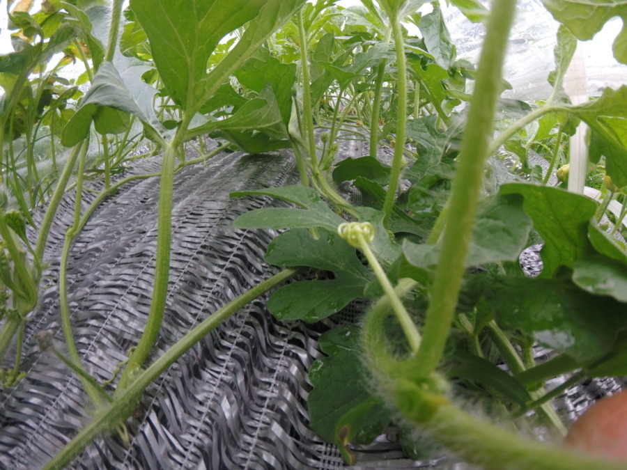 【フォト】すいかの様子。