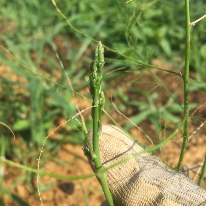 にょきっ。畑のニューファミリー、何かわかりますか？