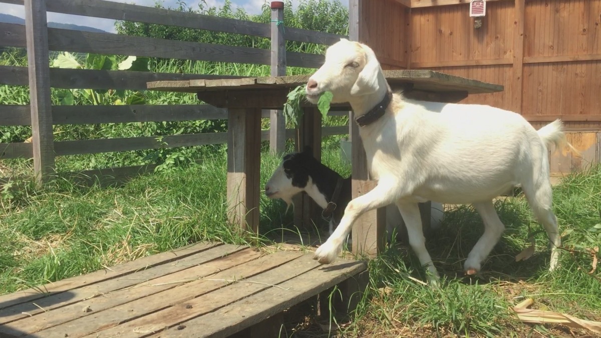 「ちょっとちょっと、邪魔すルナ。」