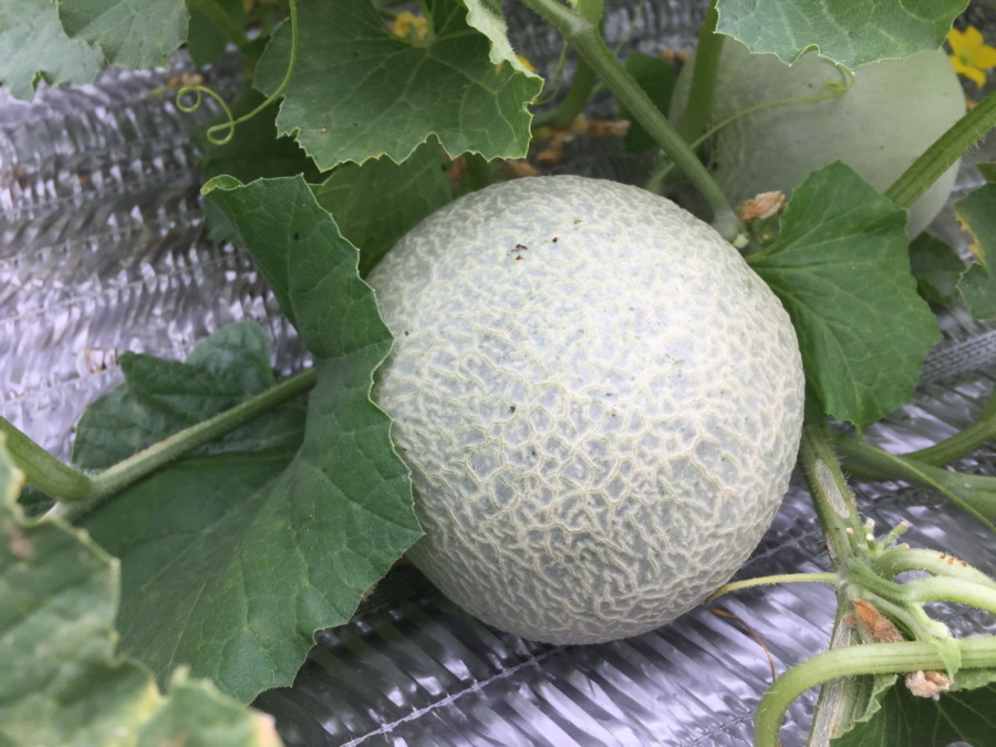 【驚愕の成長スピード！】めろんです。