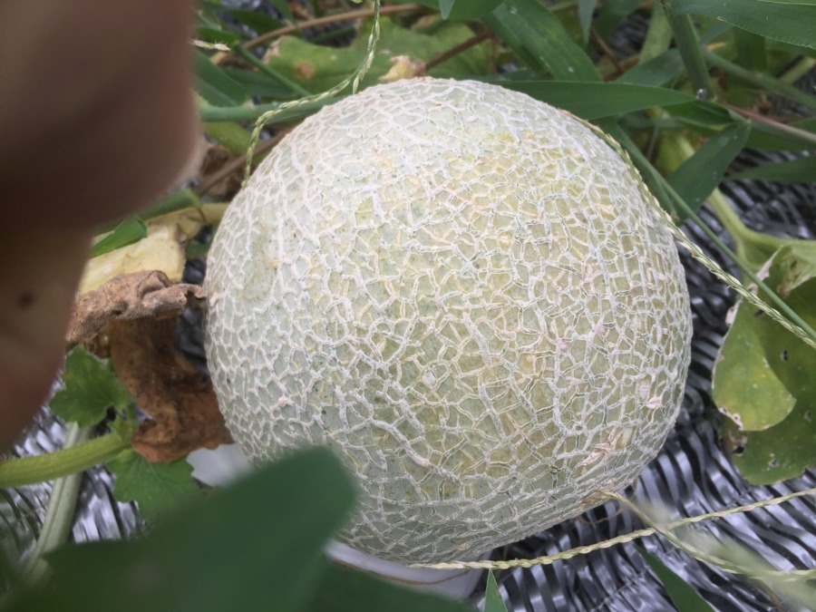 【フォト】めろんの様子。明日、収穫配送しますyo。