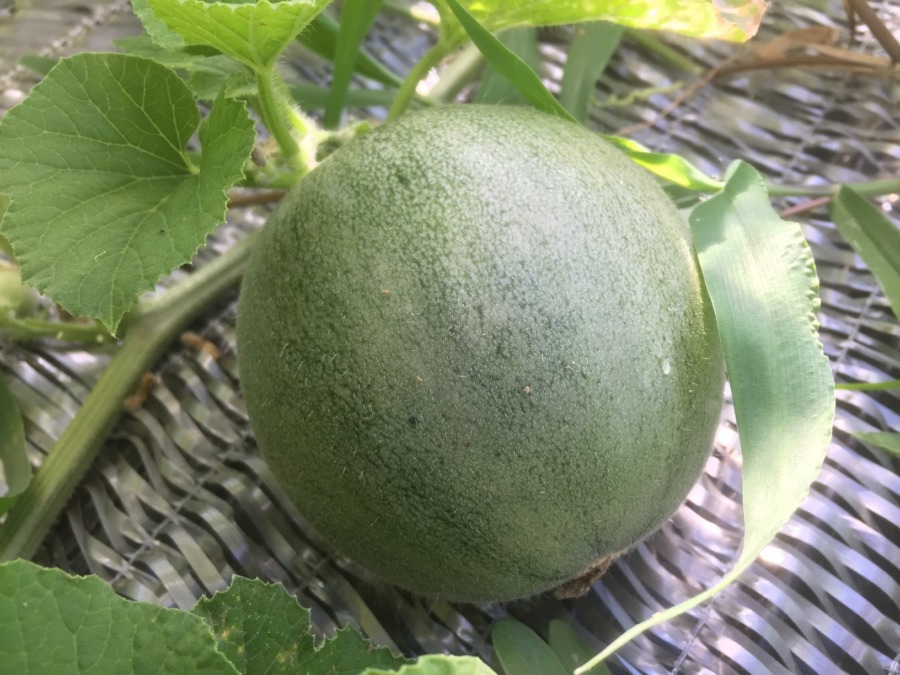 【フォト】めろんの様子。