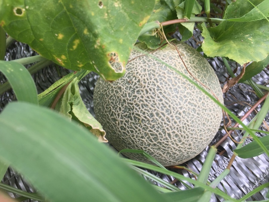 【フォト】めろんの様子。