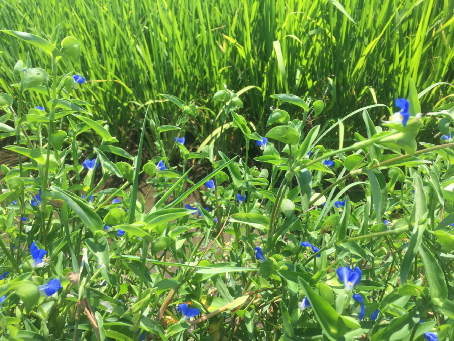 【草取り大競争】ツユクサは、見る清涼剤。