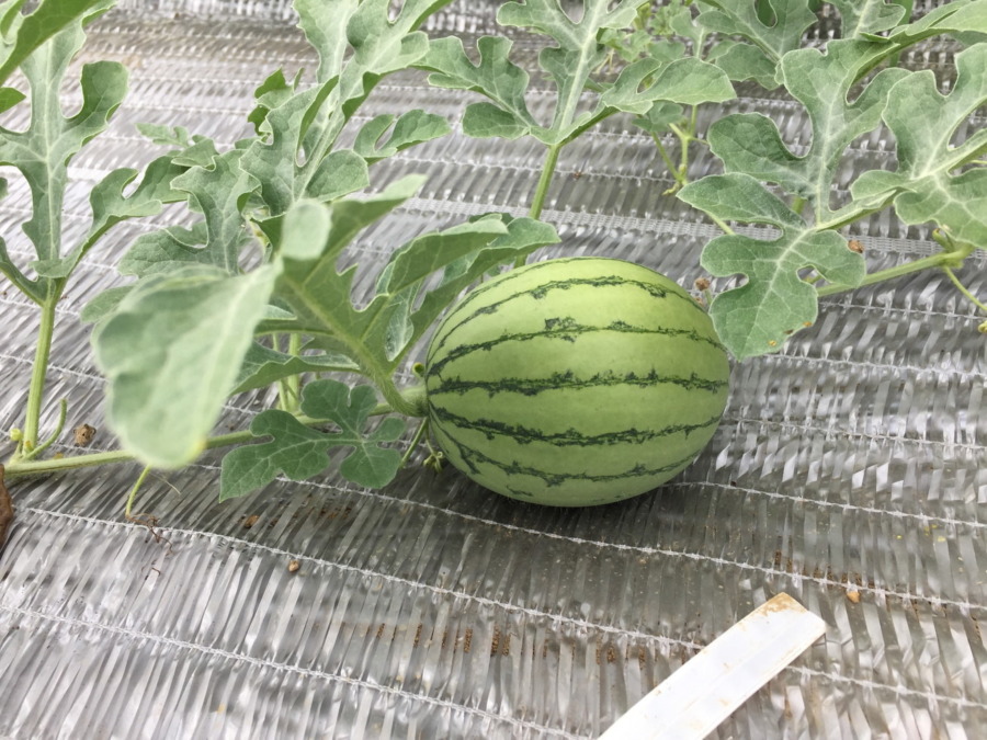 【フォト】すいかの様子。
