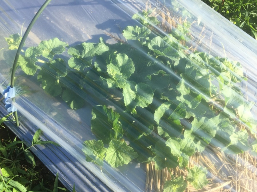 【フォト】めろん株の様子。