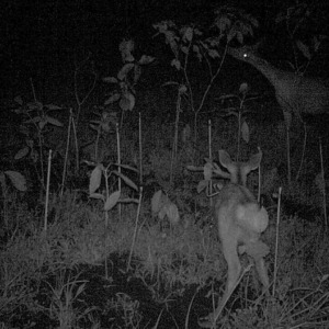 イノシカ物語、始まります。