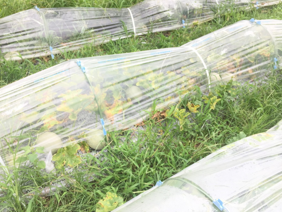 【フォト】めろんの様子。５コ？６コ！？すごい数ですyo。