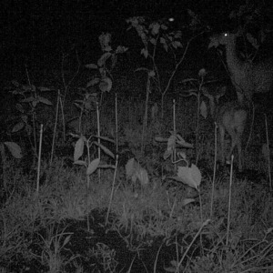 続・折って食べる。親のしぐさを小鹿が眺めて。