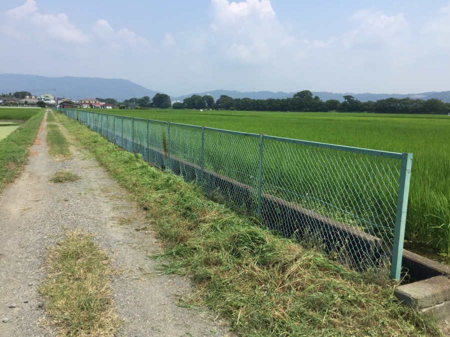 今日も、続・畔の草刈り。これでコンプリート。