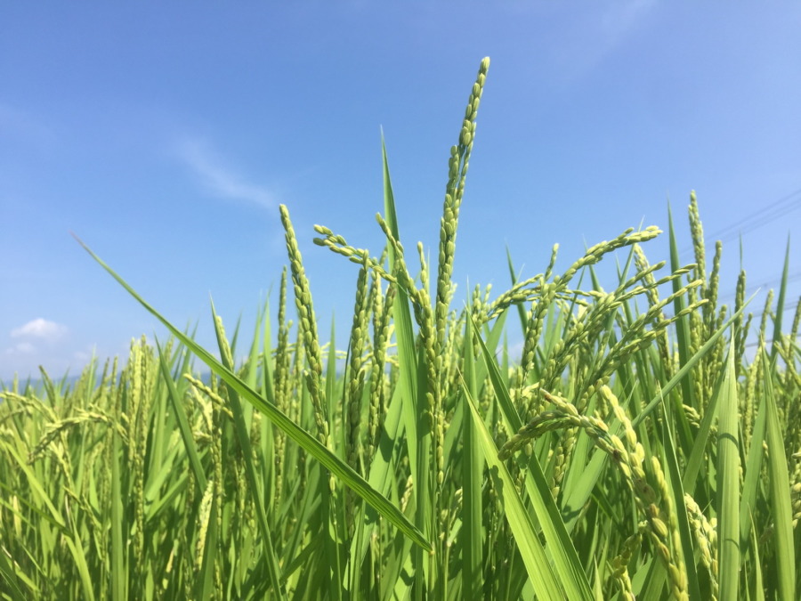 【田んぼ草取り：かやま③は42％】頭をたれ始める穂も。