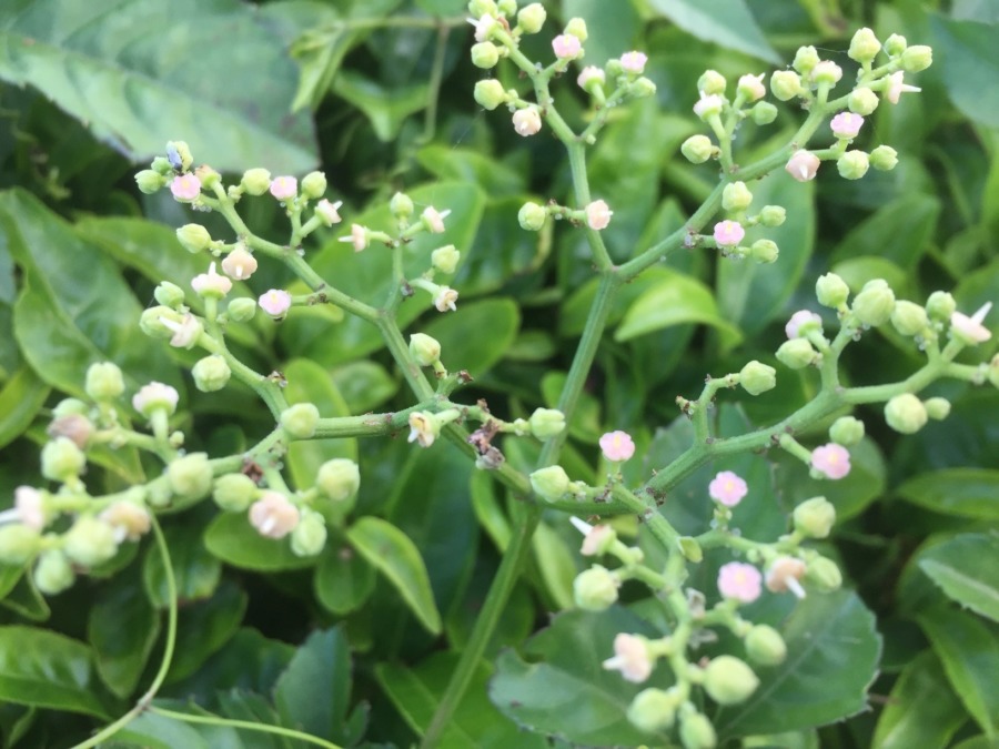 【ミクロの世界】ヤブガラシの花。