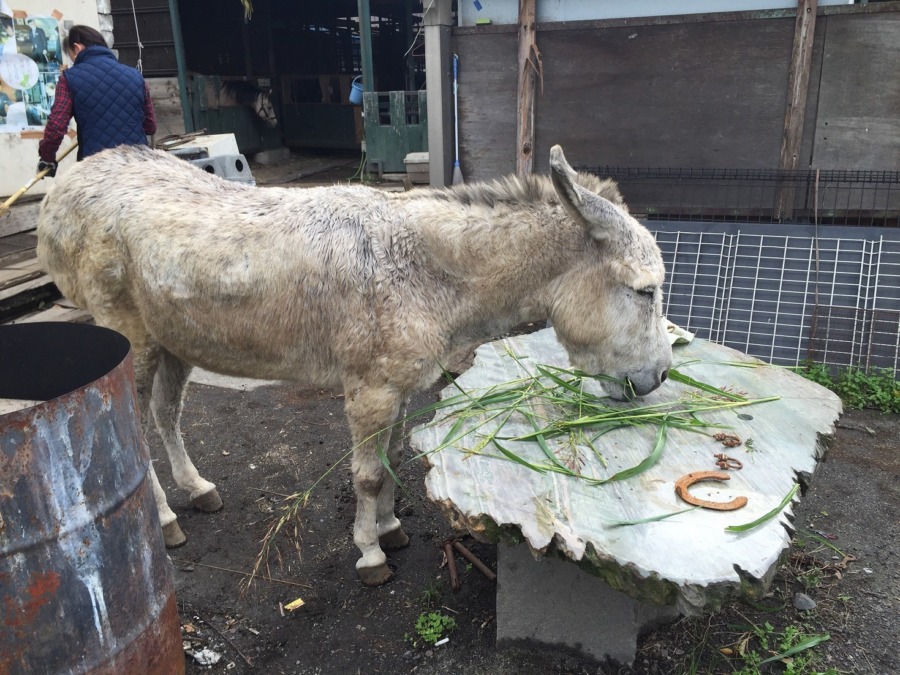 新たなともだち。ろばあさん。