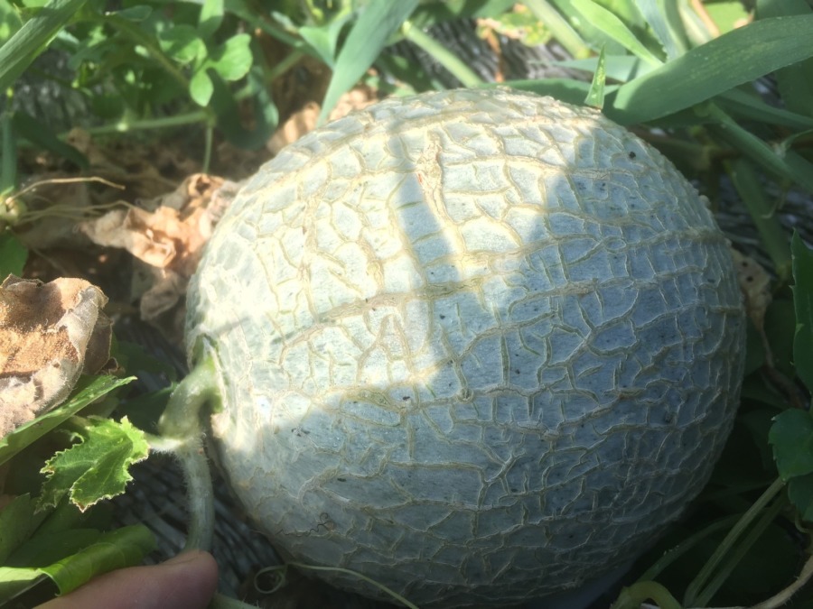 【フォト】めろんの様子。