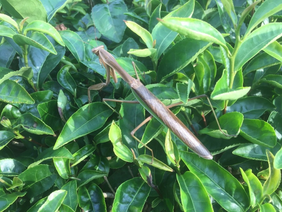 おちゃにカマキリ。