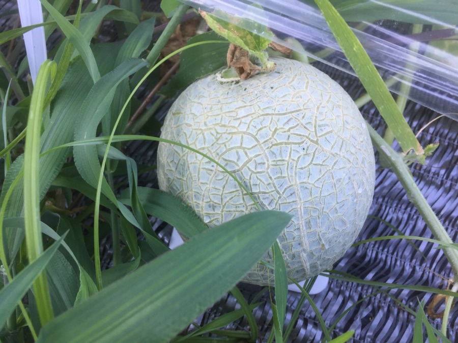 【フォト】めろんの様子。