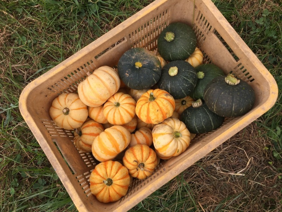 ミニかぼちゃです。大収穫。配送しますyo。