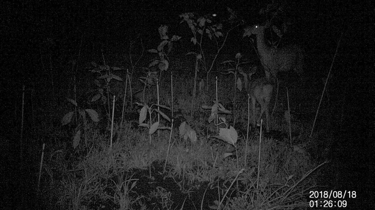 続・折って食べる。親のしぐさを小鹿が眺めて。