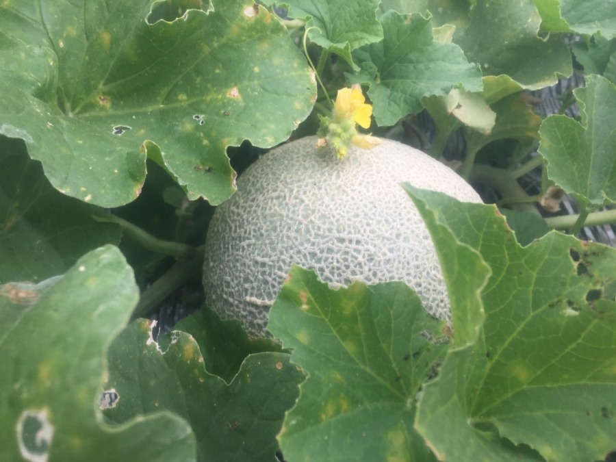 【フォト】メロンの様子。