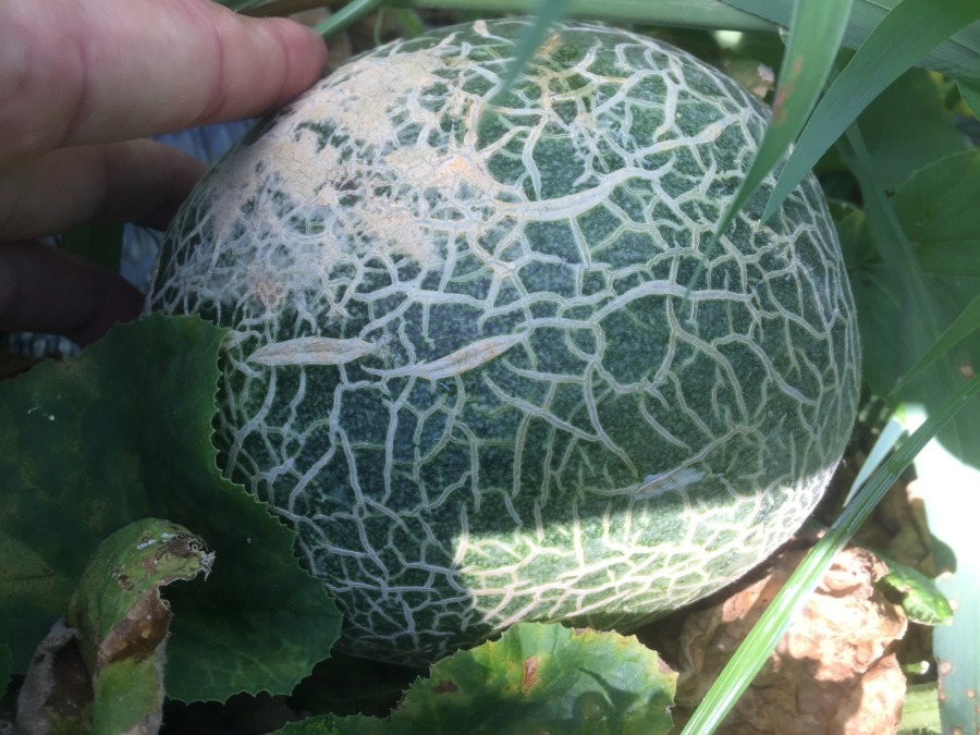 【フォト】めろんの様子。